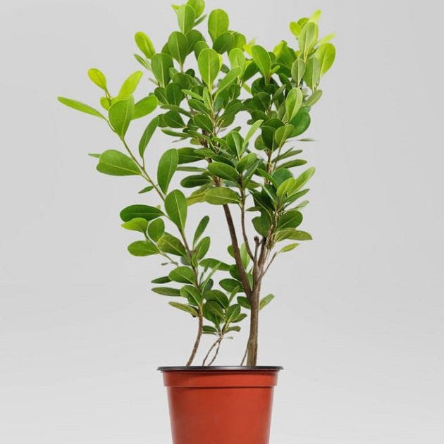 Ficus Moclame Plant