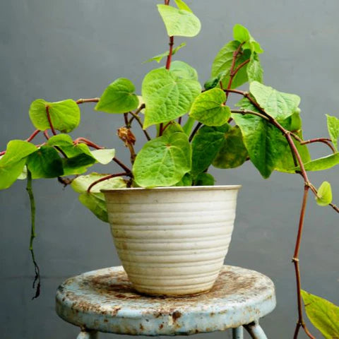 Betel Leaf (Paan)