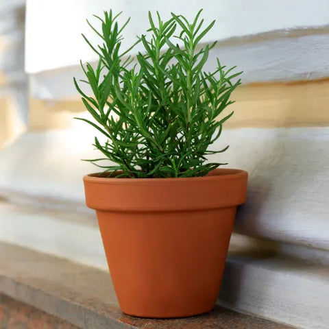 Rosemary plant