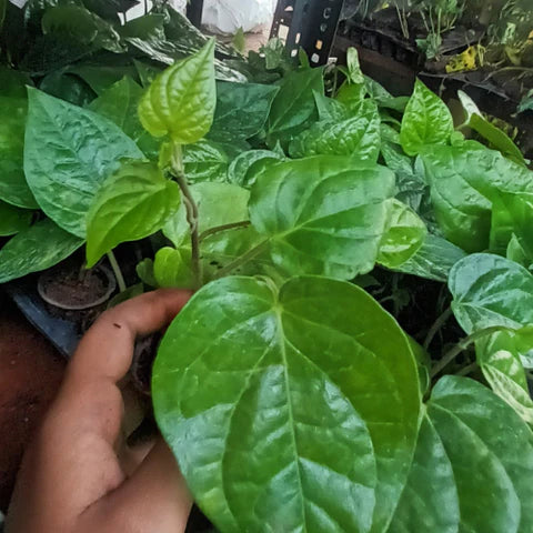 Betel Leaf (Paan)
