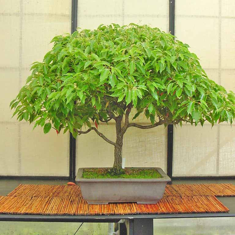 Kapoor Tree