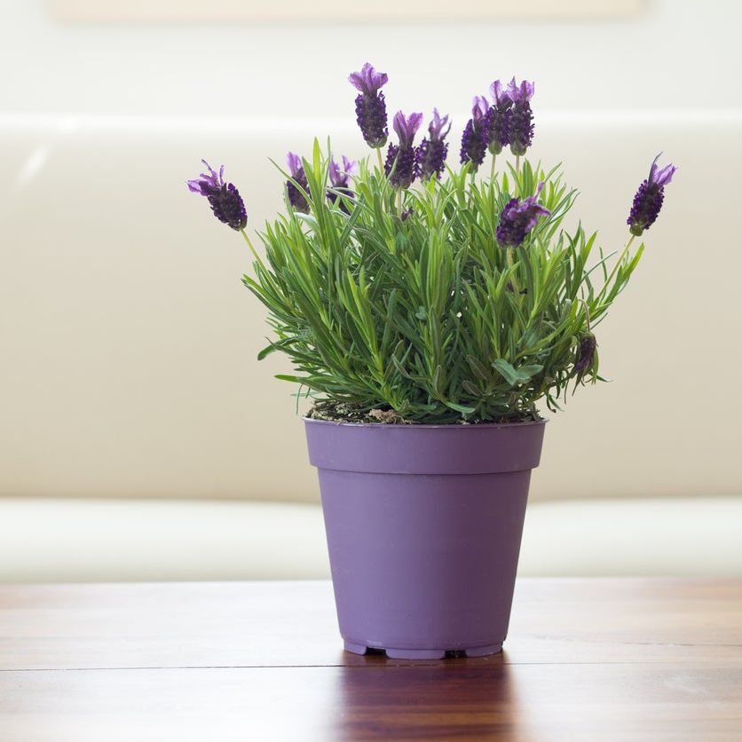 Lavender Plant